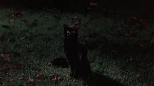 Задник к фильму "Фокус Покус" #243421