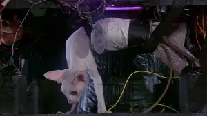 Задник к фильму "Дюна" #297731