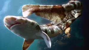 Задник к фильму "Мой учитель – осьминог" #383000