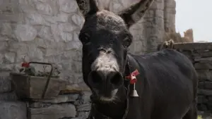 Задник к фильму "Банши Инишерина" #213610