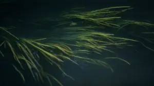 Задник к фильму "Солярис" #731581