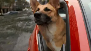 Задник к фильму "Я - легенда" #574926