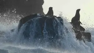 Задник к фильму "Sea Lions of the Galapagos" #719354