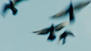 Задник к фильму "Pigeonman" #775976