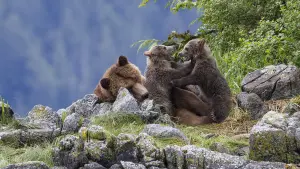 Задник к фильму "Медведи" #471338