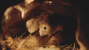 Задник к фильму "Le Chêne" #198337