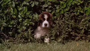 Задник к фильму "Бетховен" #329619