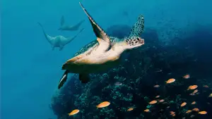 Задник к фильму "Океан с Дэвидом Аттенборо" #617832