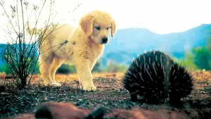 Задник к фильму "" #646955