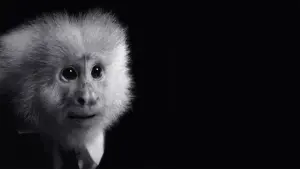 Задник к фильму "Что сделал Джек?" #466524