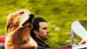 Задник к фильму "Невероятный мир глазами Энцо" #175806