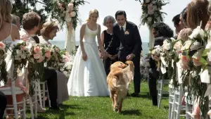 Задник к фильму "Невероятный мир глазами Энцо" #716547