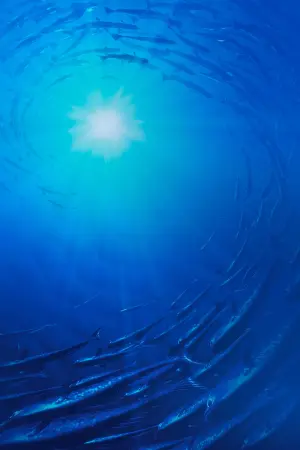 Постер к фильму "В поисках Немо" #171066