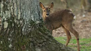 Задник к фильму "Le Chêne" #198336
