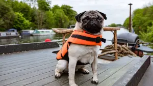 Задник к фильму "Патрик" #471511