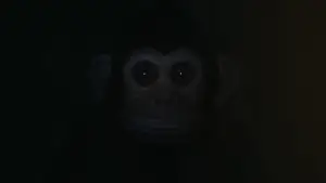 Задник к фильму "Обезьяна" #573961