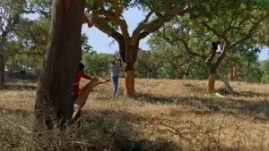 Задник к фильму "As Estações" #772577