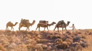 Задник к фильму "Тропы" #253927