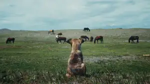 Задник к фильму "La Perra" #819615