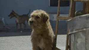 Задник к фильму "" #453043