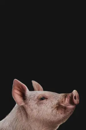 Постер к фильму "Охота" #270454