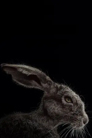 Постер к фильму "Ведьма" #251889