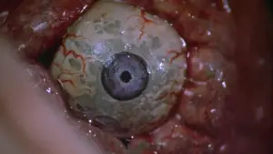 Задник к фильму "Франкеншлюха" #712817