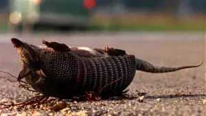 Задник к фильму "Техасская резня бензопилой" #629036