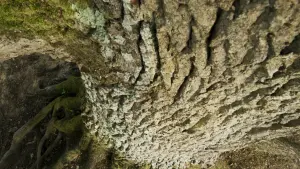 Задник к фильму "Le Chêne" #198314