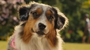 Задник к фильму "Мармадюк" #616782