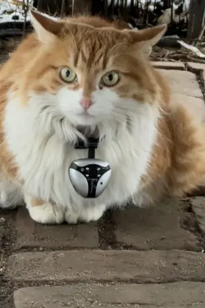 Постер к фильму "Must Have Meant"