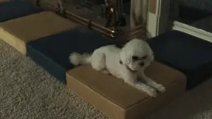 Задник к фильму "Присцилла: Элвис и я" #716082