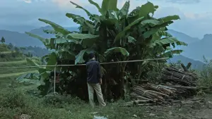 Задник к фильму "Кайлийская меланхолия" #478334