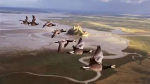 Задник к фильму "Птицы" #383830