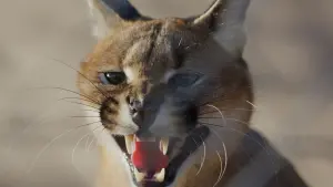 Задник к фильму "" #435615