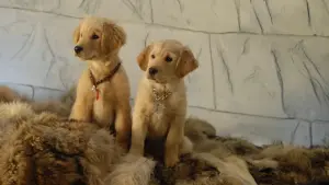 Задник к фильму "Снежная пятёрка" #426615