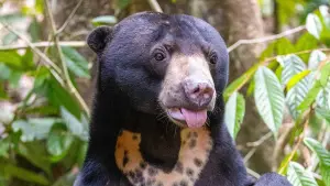 Задник к фильму "Orang-Utans - Borneos Waldmenschen" #922239