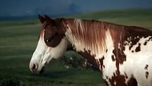 Задник к фильму "Идальго: Погоня в пустыне" #261126