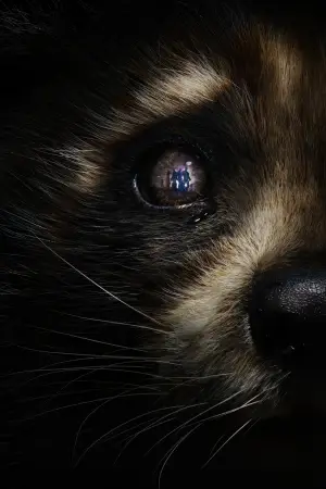 Постер к фильму "Стражи Галактики. Часть 3" #560566