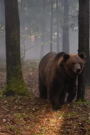 Постер к фильму "Мой папа — медведь" #768962