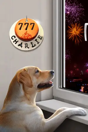 Постер к фильму "777 Чарли" #538499