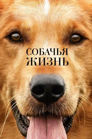 Собачья жизнь