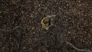 Задник к фильму "Таинственный лес" #728858