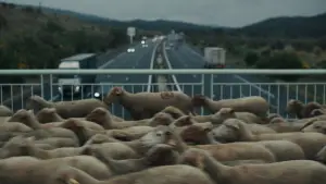 Задник к фильму "Пастухи" #684533