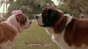 Задник к фильму "Бетховен 2" #330544