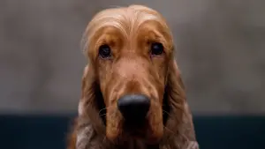 Задник к фильму "Буль и Билл" #501885