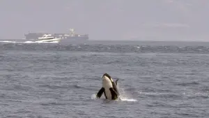 Задник к фильму "" #351135