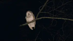 Задник к фильму "Химера" #717767