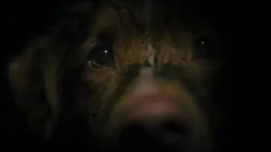 Задник к фильму "Хороший мальчик" #517202