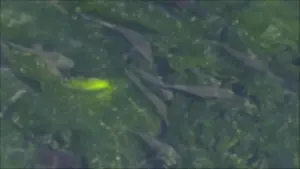 Задник к фильму "" #484598